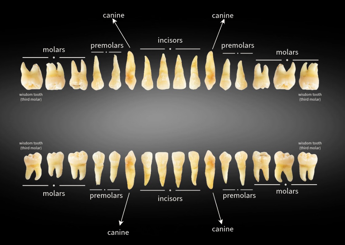 <p>Two incisors, one canine, two premolars, and three molars, adding up to 32 teeth total</p>
