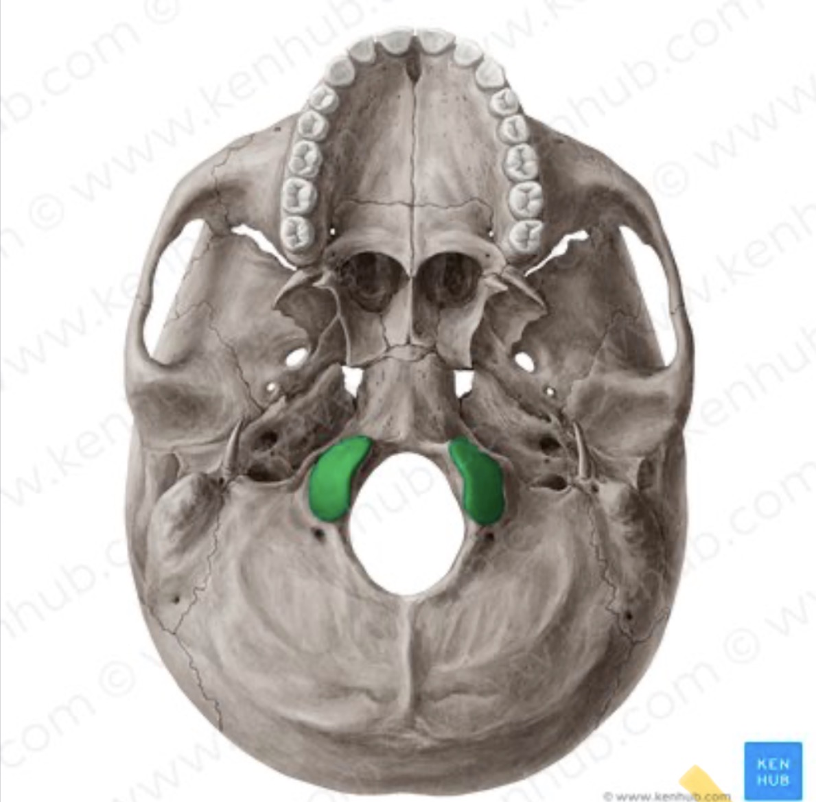 knowt flashcard image