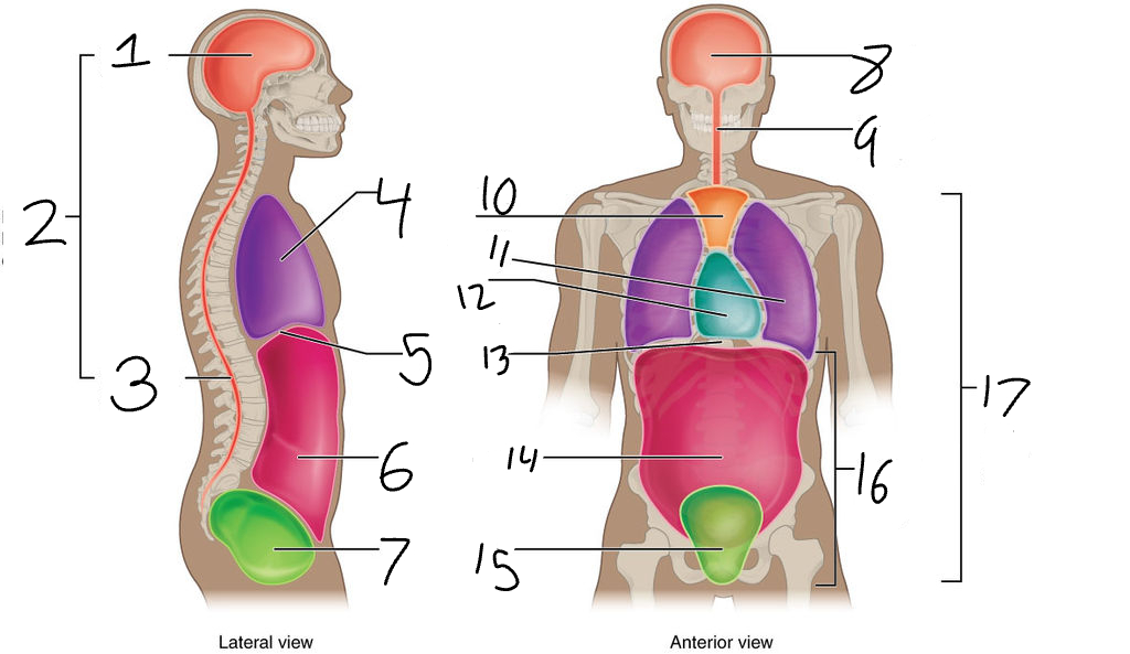 <p>What is number 13 pointing to</p>