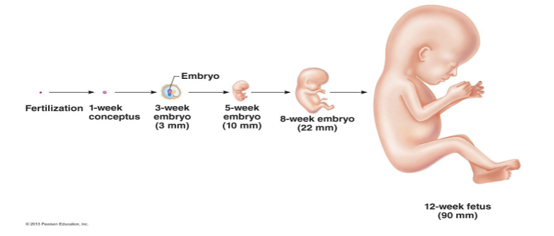 <p>For <strong>growth</strong> (<strong>fertilized</strong> <strong>cell</strong> to <strong>fetus</strong>) </p><p>For <strong>repair</strong> &amp; <strong>renewal</strong> (<strong>replacement</strong> of <strong>cells</strong>)</p>