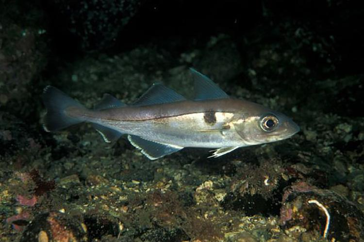 <ul><li><p>cod-family</p></li><li><p><span style="background-color: transparent;">3 dorsals (1st dorsal pointy)</span></p></li><li><p><span style="background-color: transparent;"><strong><em><u>“Haddo run with the devil” “Devils thumb print” giant ?? across (above) a black road (lateral line)</u></em></strong></span></p></li><li><p><span style="background-color: transparent;">Concave tail</span></p></li></ul><ul><li><p>slim body, silver belly, dark dorsally</p></li></ul><p></p><ul><li><p><strong>General:</strong> Slender, gray-brown silver, dark lateral line and distinctive black “thumbprint” spot above the pectoral fin.</p></li><li><p><strong>Size:</strong> Avg. adult <strong>40–60 cm (16–24 in; 1.3–2.0 ft)</strong>, <strong>1–3 kg (2.2–6.6 lb)</strong>;</p><ul><li><p>large adults commonly reach<strong> </strong>(24–30 in; 2.0–2.5 ft) and (6.6–11 lb).</p></li></ul></li><li><p><strong>Key IDs:</strong></p><ul><li><p><strong>3 dorsal fins and 2 anal fins</strong></p></li><li><p><strong>Black lateral line that is sharply curved</strong> above the pectoral fin (KEY ID)</p></li><li><p><strong>Distinct dark “thumbprint” blotch</strong> behind gill cover above pectoral fin.</p></li><li><p>Small chin barbel present (short, less obvious than cod).</p></li><li><p>Caudal fin slightly forked.</p></li><li><p>Gray-brown dorsal surface with silvery sides.</p></li><li><p>large eyes</p></li></ul></li><li><p><strong>Memory cue:</strong> <strong>Curved black lateral line + thumbprint spot + 5 dorsal/anal</strong></p></li></ul><p></p>