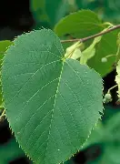 <p>heart-shaped leaf with VERY asymmetrical base, distinct berries</p>