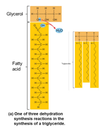 <p>Called fats when solid and</p><p>oils when liquid</p><p>• Composed of three fatty</p><p>acids (linear hydrocarbons)</p><p>bonded to a glycerol</p><p>molecule</p><p>• Main functions</p><p>• Energy storage</p><p>• Insulation</p><p>• Protection</p>