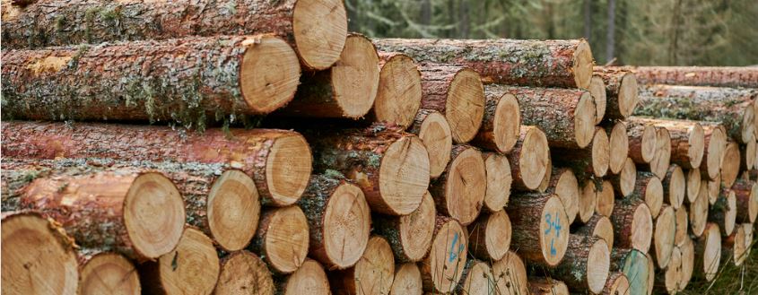<p>Timber (n)</p>