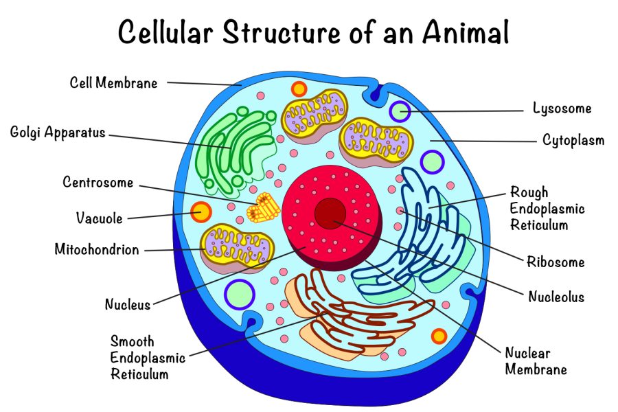<p>Like plant cells, but unlike them in that plant cells are surrounded by a cell wall made rigid by cellulose</p>