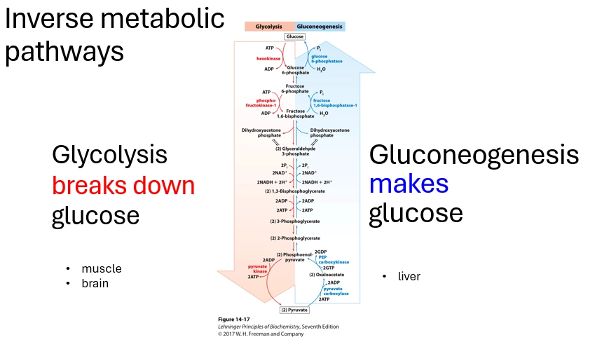 <ul><li><p>Glycolysis (Glucose breakdown) Gluconeogenesis (Glucose synthesis)</p></li><li><p>these are related, being inverse / opposed pathways (reverse of eachother). glucose => pyruvate. pyruvate => glucose. </p></li><li><p>at eq, so a few main steps that drive rxn one way or another, enabling their simultaneous existance</p></li><li><p>favored rxn depends on where the cell type is (eg muscle vs brain vs liver), as different metabolic pathways are differentially important</p></li><li><p>eg muslce & brain (Glycolysis - want to breakdown glucose to fuel high E demand, so Glycolysis enzymes are highly expressed to favor this direction rxn)</p></li><li><p>eg liver (Gluconeogenesis - the liver has the purpose of storing glucose as glycogen, so we want to create glucose for glycogen storage, by highly expressing Gluconeogenesis enzymes to favor this direction rxn)</p></li></ul><p></p>