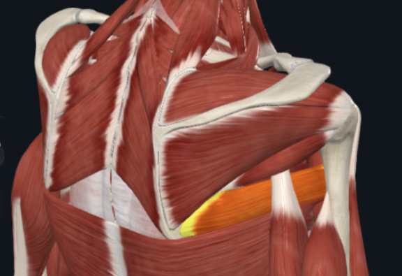 <p>What muscle is shown in the photo?</p>