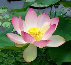 <p><span><span>What is the meaning of the lotus flower? [Ý nghĩa của hoa sen là gì?]</span></span></p>