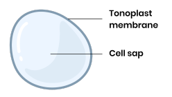 <p><strong>Describe the structure and function of the plant cell vacuole.</strong></p>