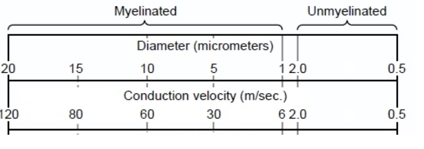 <p>Based on this figure from a slide, by what factor does myelin increase the conduction velocity compared to unmyelinated axons of the same diameter?</p>