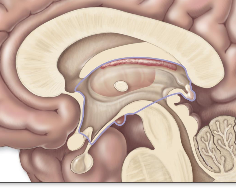 <p>forms the centre core of the forebrain</p>