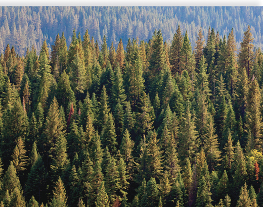 <p><span>phylum Pinophyta</span></p><ul><li><p>evergren and cone bearing </p></li><li><p>examples: <span>Pine, spruce, fir, cedar, hemlock, and redwood</span></p></li></ul><p></p>