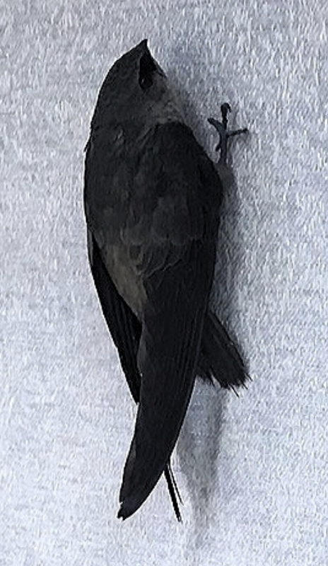 knowt flashcard image