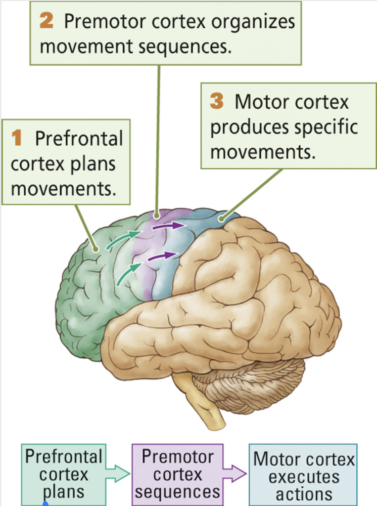 <p>3 composantes du lobe frontal en apport avec le mouvement</p>