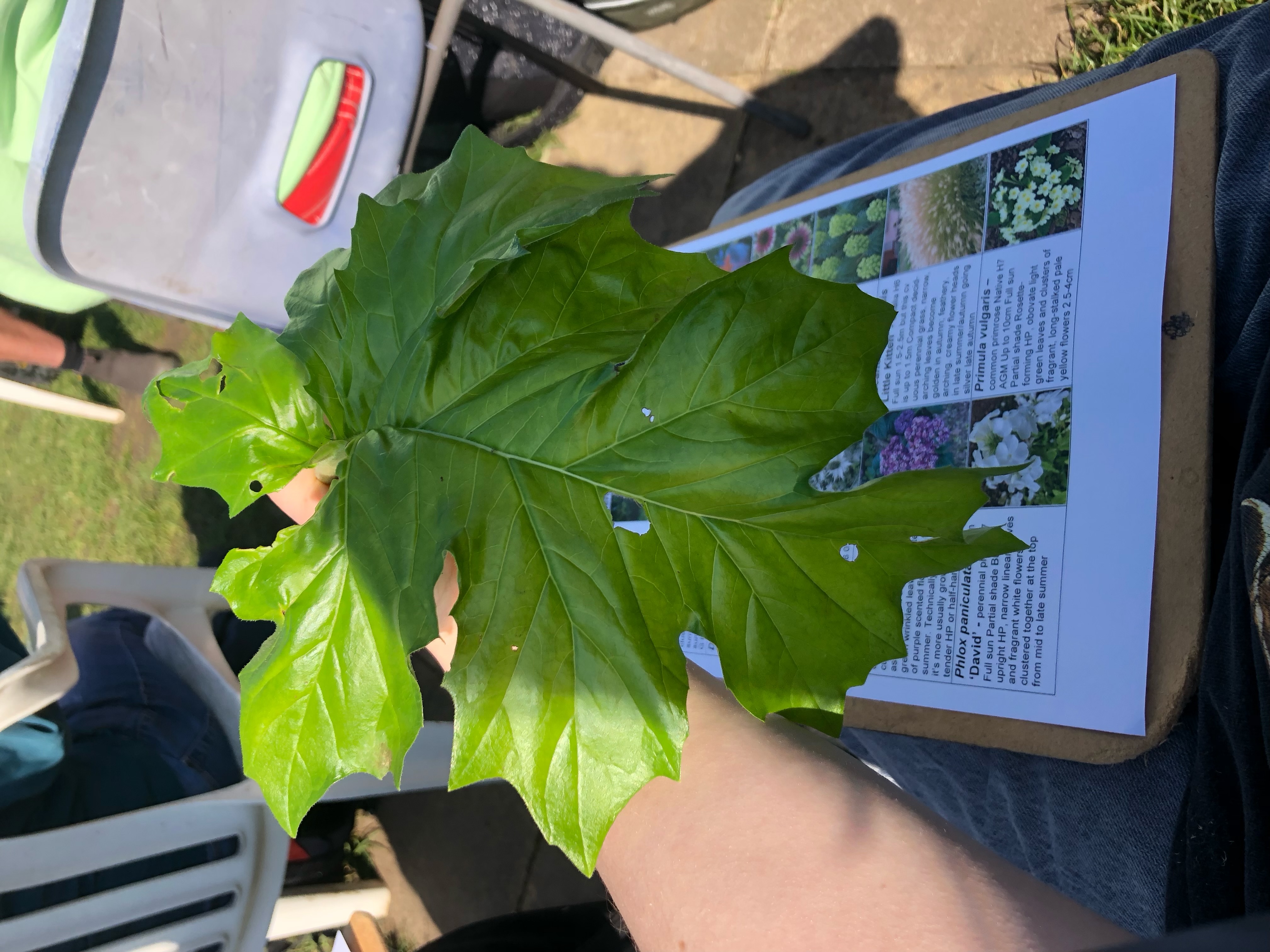 <p>Bear’s breech common name</p>