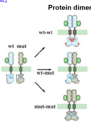 <ul><li><p>heterozygous has NO function</p></li><li><p>mutant allele interferes with normal WT functioning</p></li><li><p>ex. WT-mut disrupts protein shape, protein can’t form, so no function</p></li></ul><p></p>