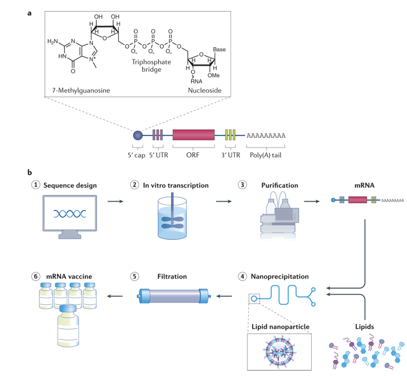 <ol><li><p>Sequence Design </p></li><li><p>In vitro transcription </p></li><li><p>Purification</p></li><li><p>Nanoprecipitation </p></li><li><p>Filtration </p></li><li><p>mRNA vaccine</p></li></ol><p><strong><mark data-color="rgba(0, 0, 0, 0)" style="background-color: rgba(0, 0, 0, 0); color: inherit;">a rapid, one-step method used to produce polymer nanoparticles and nanocapsules with a narrow size distribution, high reproducibility, and good stability</mark></strong><span>.</span></p><p></p>