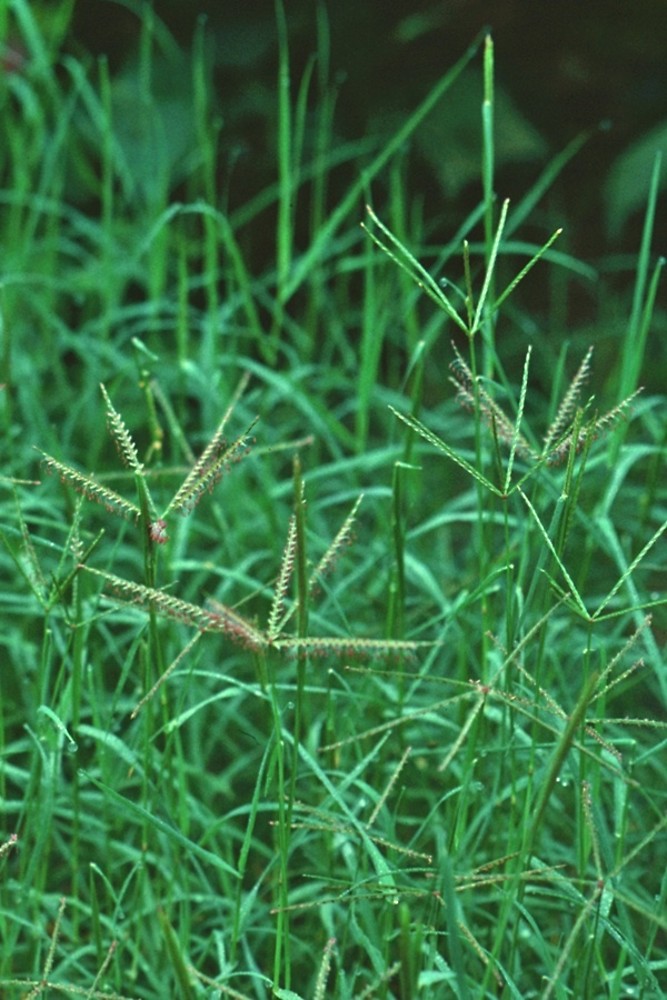 <p>Bermuda grass </p>