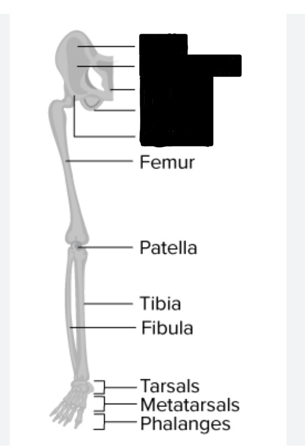 <ol><li><p>long thigh bone</p></li><li><p>kneecap</p></li><li><p>larger of two long bones of lower limb</p></li><li><p>smaller of two long bones of lower limb</p></li><li><p>ankle</p></li><li><p>lower part of ankle + transmits body weight to foot</p></li><li><p>heel bone</p></li><li><p>mid-foot bones</p></li><li><p>toes</p></li></ol><p></p>