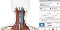 <p>O: SPs cervical spine</p><p>I: occiput</p>