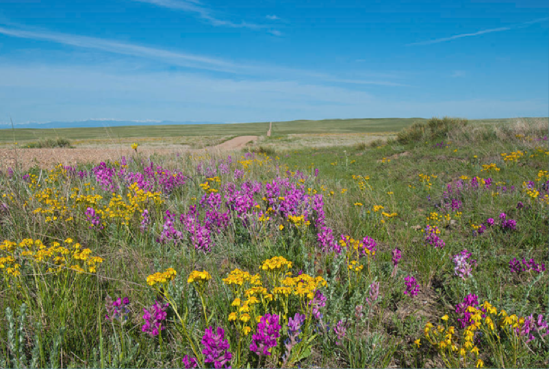 <ul><li><p><strong>climate:</strong></p><ul><li><p>moderate rainfall (NOT enough for trees)</p></li><li><p>seasonal droughts</p></li><li><p>frequent fires</p></li></ul></li><li><p><strong>vegetation</strong></p><ul><li><p>dominated by grasses</p></li><li><p>A few trees</p></li></ul></li><li><p><strong>adaptations</strong></p><ul><li><p>fire-resistant plants</p></li><li><p>deep roots</p></li></ul></li><li><p><strong>animals:</strong> grazers (bison, zebras), predators (lions, wolves)</p></li></ul><p></p>
