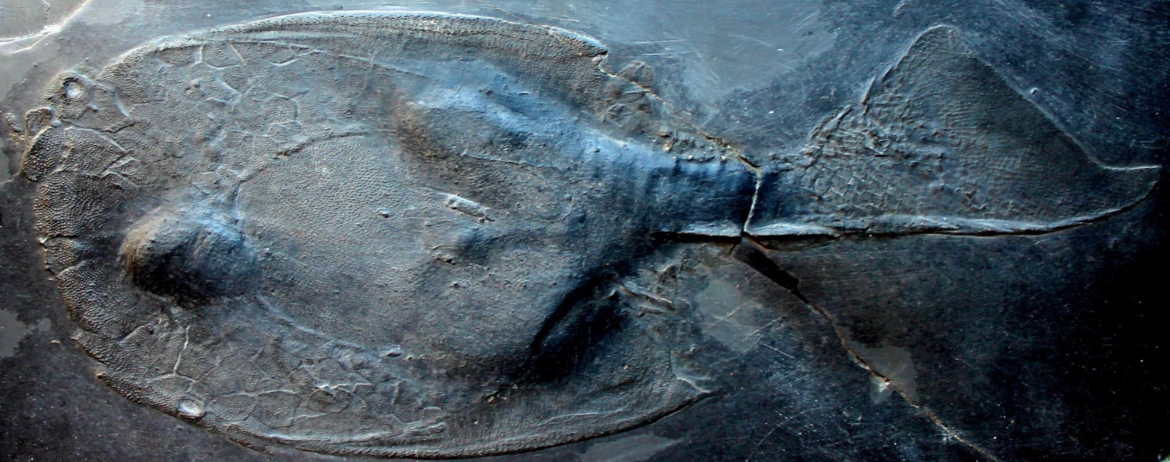 <p>heterostracan order (class agnatha, phylum vertebrata, chordates), Germany, cephalic shield with ornamentation, benthic</p>