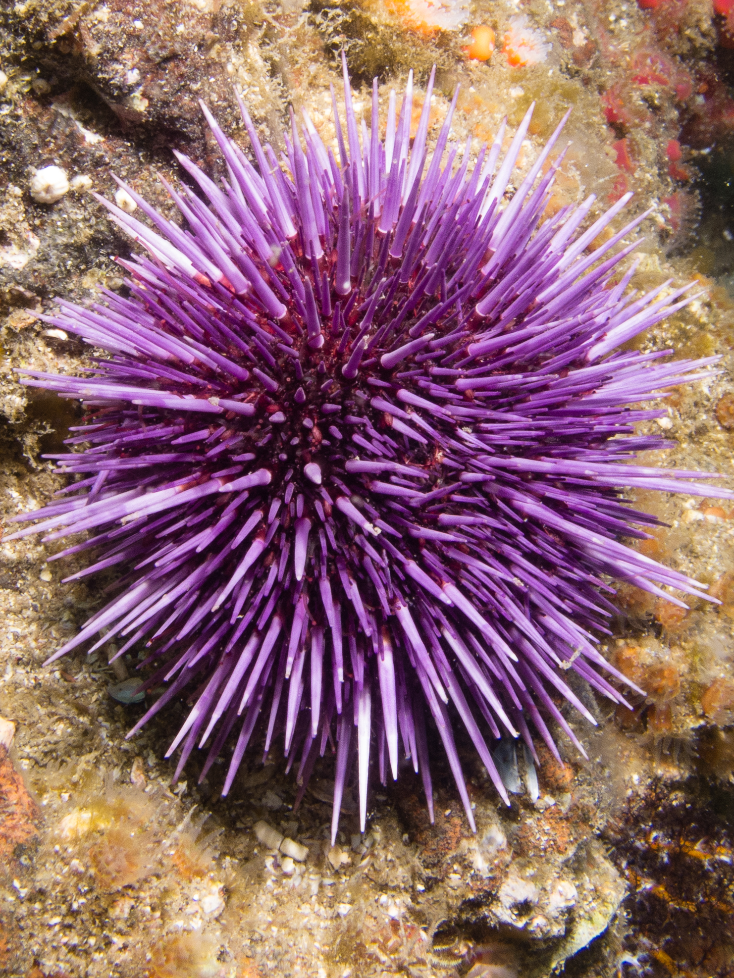 <p>purple urchin</p>