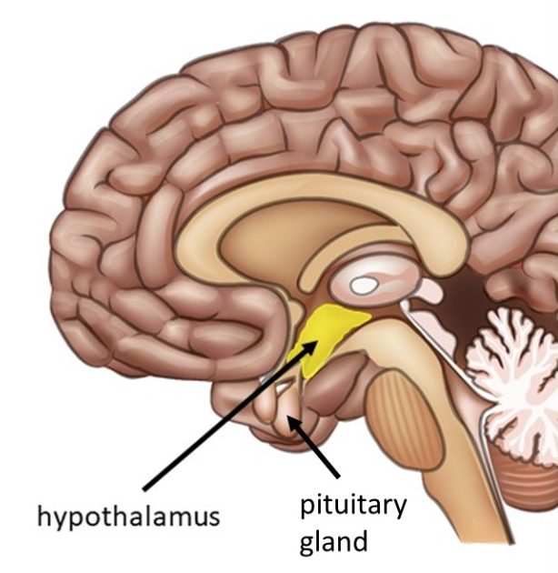 <p>Diencephalon: <strong>The Hypothalamus</strong></p>