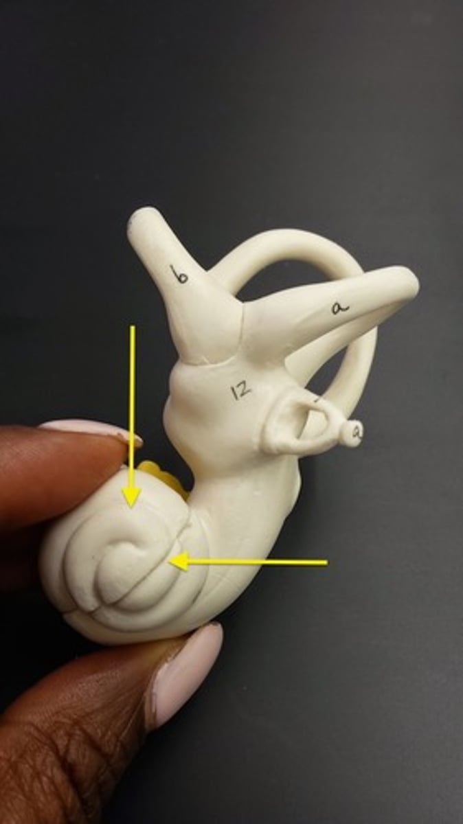 <p>What part of the ear is this?</p>