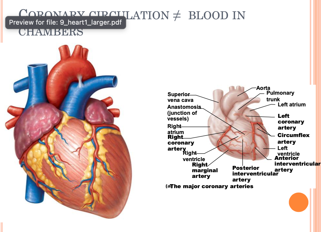 <ul><li><p>2 types of chambers, 4 total</p><ul><li><p>atria (plural) → upper chambers</p><ul><li><p>right and left atrium</p></li></ul></li><li><p>ventricles (plural) → lower chambers</p><ul><li><p>right and left ventricle</p></li></ul></li><li><p>chambers that blood flows through</p><ul><li><p>surrounded by living tissues</p></li><li><p>blood flowing through chambers is not what nourishes the heart tissues</p></li><li><p>coronary circulation → blood vessels that nourish the heart </p></li></ul></li><li><p>2 pumps</p><ul><li><p>act at same time, but supply blood to different portions</p></li><li><p>atria go to ventricles</p></li><li><p>leaves from ventricles to other locations</p></li><li><p>blood comes in the left atrium and go to left ventricle </p></li><li><p>contraction happening for both sides and blood coming into atria at same time (one drop of blood flows at different times though)</p></li></ul></li></ul></li></ul><p></p>