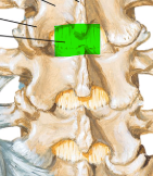 <p>Holds the lamina, yellow due to elastic property </p>
