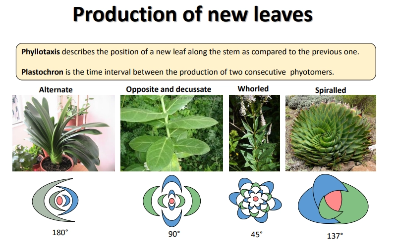 <ul><li><p>spiralled is the most common- less likely to shade previous leaf</p></li></ul><p></p>