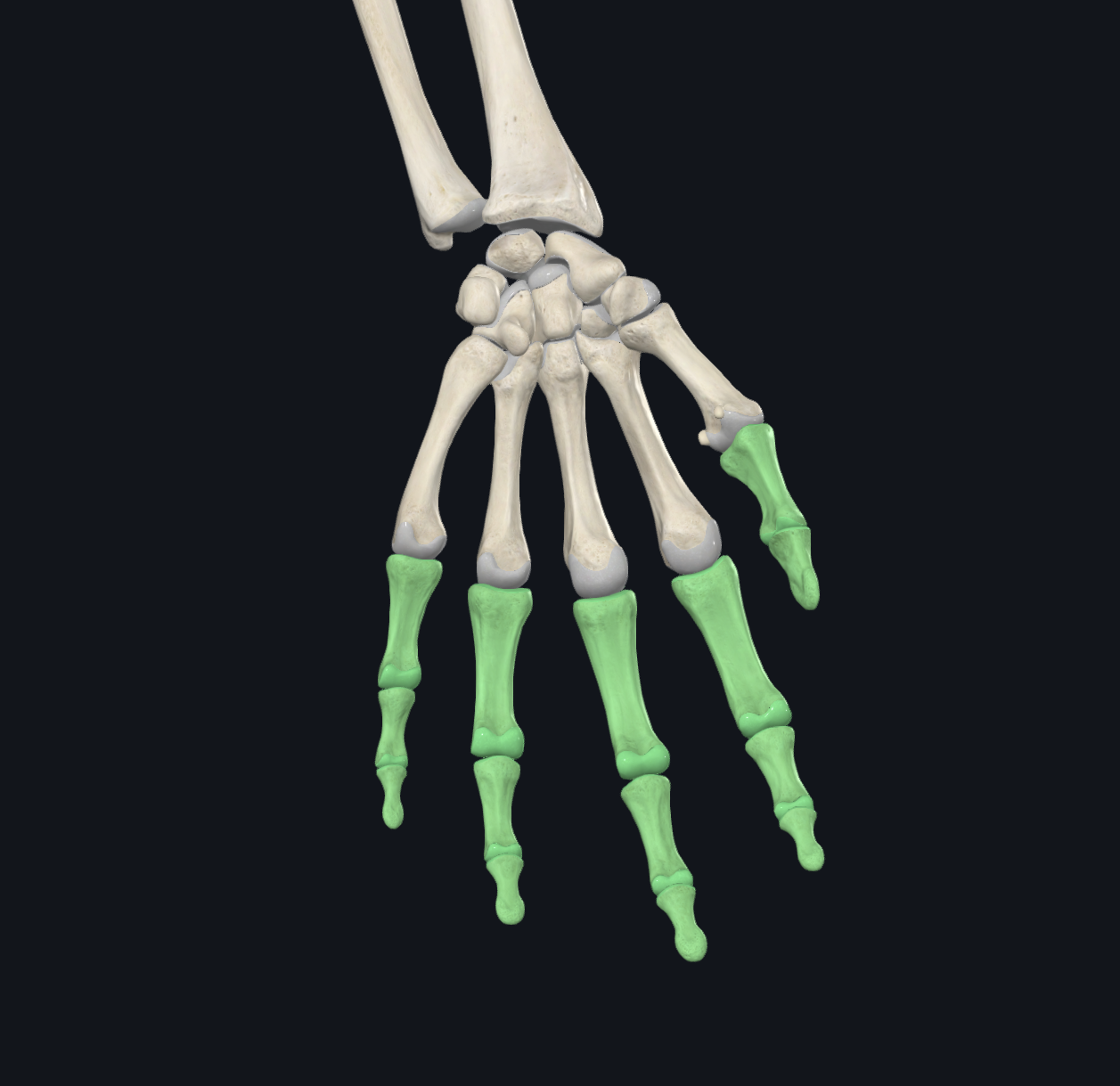 <p>What are these bones?</p>