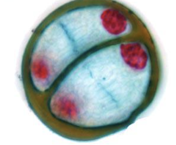 <p>nuclei reforms and 4 cells are formed</p>
