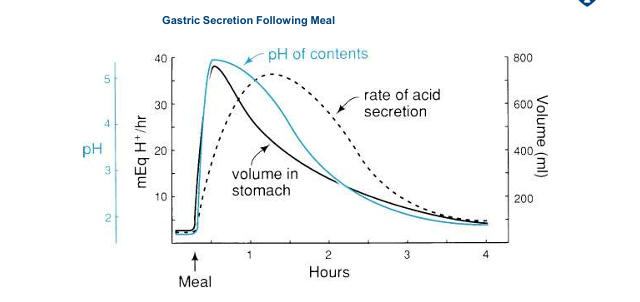 <ul><li><p>food buffers stomach acid and raises pH </p></li><li><p>suppresses somatostatin from D cells causing gastrin and HCl release </p></li><li><p>digestion trigger huge secretion volume and HCl </p></li><li><p>As food leaves stomach, acid increases and pH falls - D cell stimulation, less HCl produced as somatostatin </p></li></ul><p></p>
