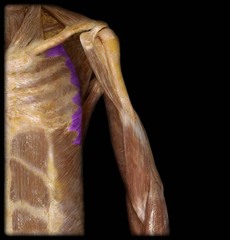 <p>Identify the structure</p>