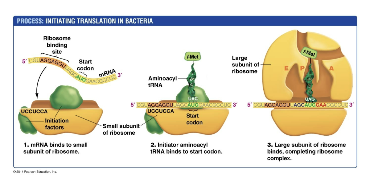<p>1) mRNA binds to small submit of ribosome</p><p>2) Initator aminoacly tRNA bins to start codon</p><p>3) Large subunit of ribsome binds = ribosome complex </p>