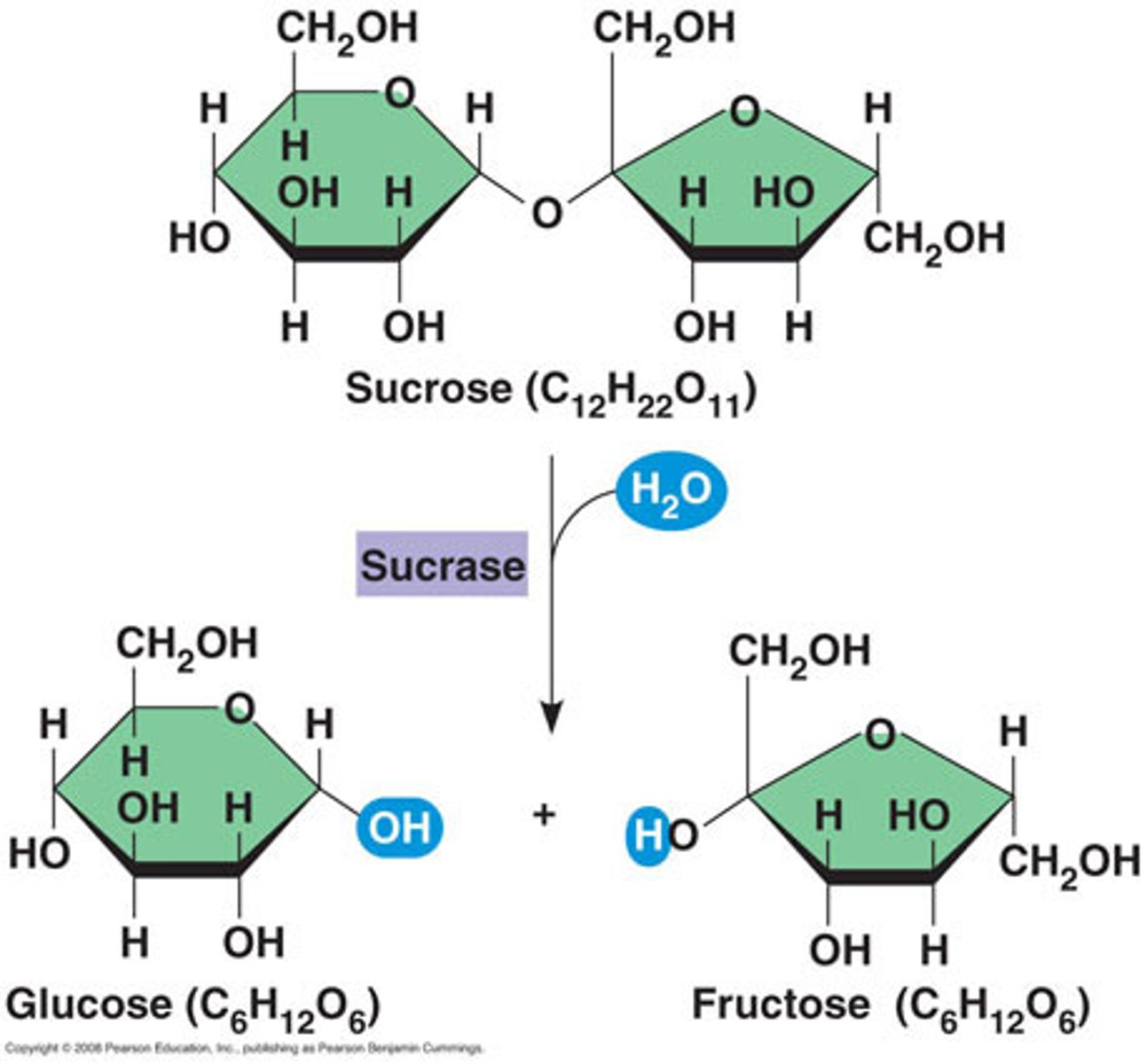 <p>The opposite reaction of condensation, or splitting a molecule by adding water.</p><p>Polysaccharides into monosaccharides</p><p>Polypeptides into amino acids</p><p>nucleic acids into nucleotides</p>