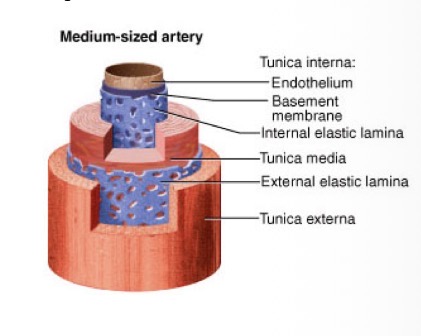 <p>Thick-walled arteries (e.g., brachial artery, femoral artery).</p><ul><li><p>Composition: Thick smooth muscle</p></li><li><p>Functions: Deliver blood to specific organs and adjust flow based on demand</p></li></ul><p></p>