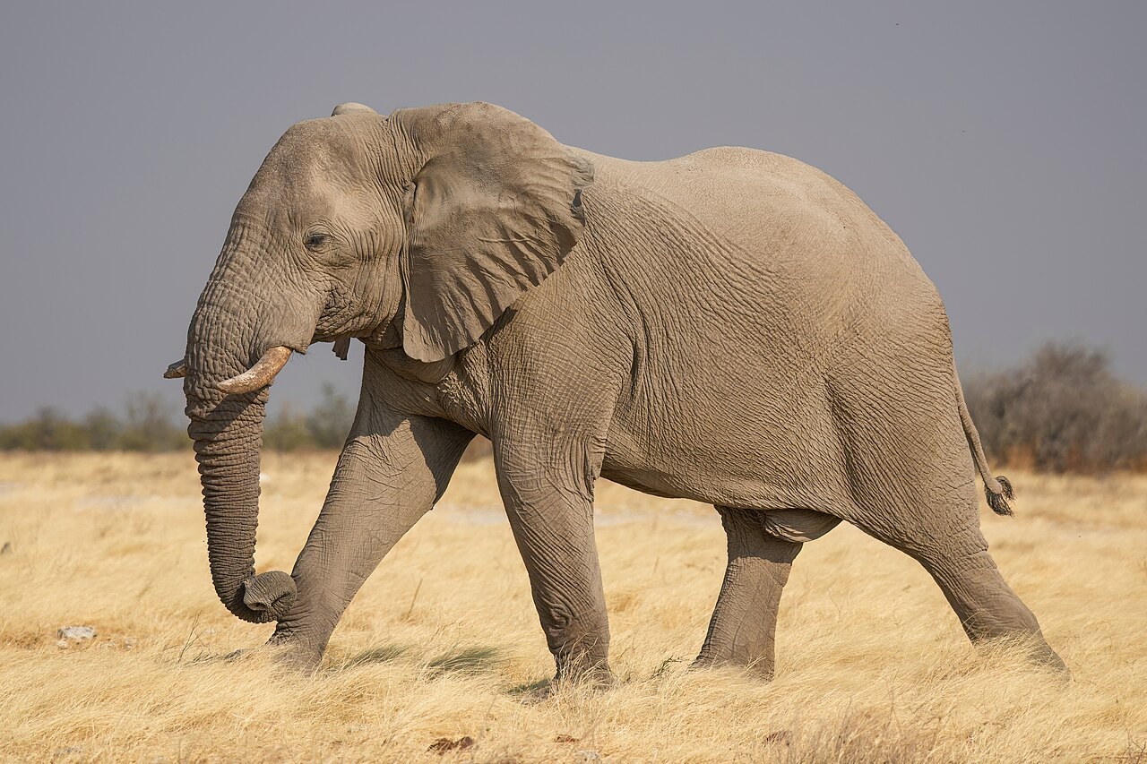 <p>African Elephant</p>