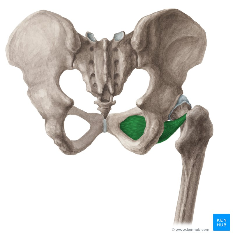 <p>Deep Hip External Rotators</p>