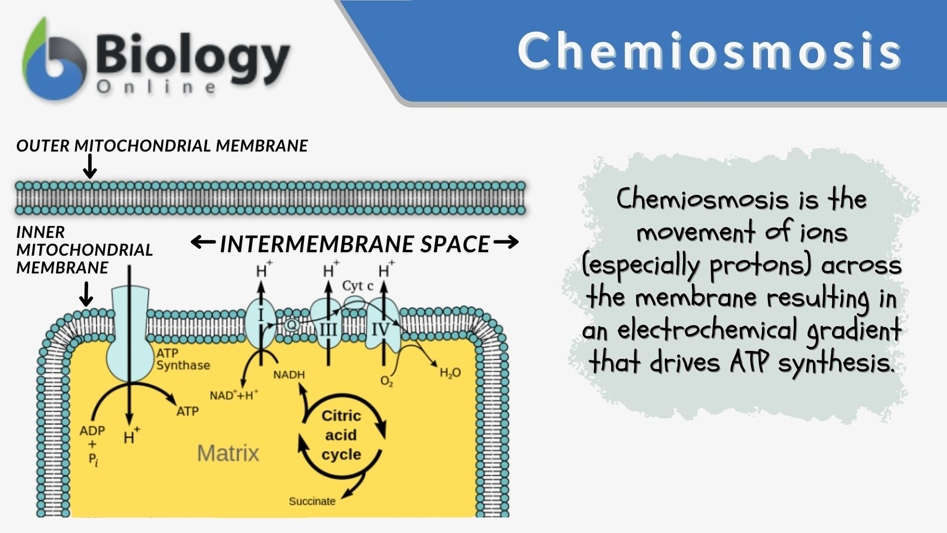 <p>The process by which <strong>protons (H⁺ ions) move across a membrane</strong> down their <strong>electrochemical gradient</strong>, and the energy from this movement is used to <strong>produce ATP</strong>.</p>