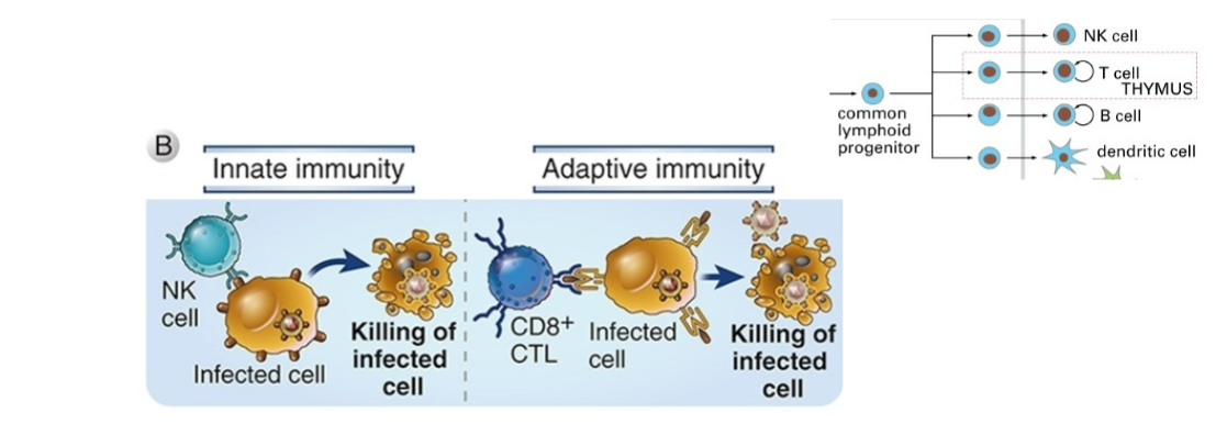 <ul><li><p><span style="background-color: transparent;"><strong>Via killing of virus-infected cells</strong></span></p></li></ul><p></p><ul><li><p><span style="background-color: transparent;">NKs</span></p><ul><li><p><span style="background-color: transparent;">Activated in inflammatory response</span></p></li><li><p><span style="background-color: transparent;">Use pattern recognition receptors</span></p></li></ul></li><li><p><span style="background-color: transparent;">CD8+</span></p><ul><li><p><span style="background-color: transparent;">Massive proliferation during infection</span></p></li><li><p><span style="background-color: transparent;">Most are specific for just a few viral peptides</span></p></li></ul></li><li><p><span style="background-color: transparent;">NKs and CTLs use same killing mechanisms</span></p></li></ul><p></p>