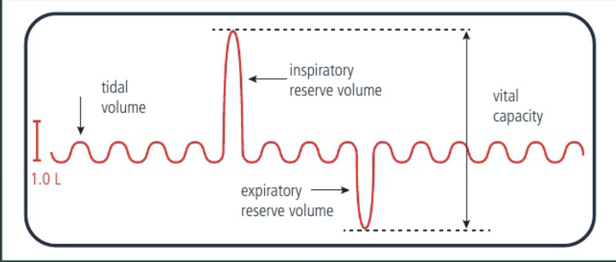 <ul><li><p><span style="background-color: transparent;"><strong><u>Spirometer</u></strong> is used to measure lung volume.</span></p></li><li><p><span style="background-color: transparent;">Tidal volume: the volume of air that is breathed in or out when a person is <strong><u>at rest</u></strong>.</span></p></li><li><p><span style="background-color: transparent;">Inspiratory reserve volume: the <strong><u>maximum volume </u></strong>of air that a person can breathe <strong><u>in</u></strong>.</span></p></li><li><p><span style="background-color: transparent;">Expiratory reserve volume:&nbsp; the <strong><u>maximum volume </u></strong>of air that a person can breathe <strong><u>out</u></strong>.</span></p></li><li><p><span style="background-color: transparent;">Vital capacity: the sum of the inspiratory reserve volume, the tidal volume and the expiratory reserve volume.</span></p></li></ul><p></p>