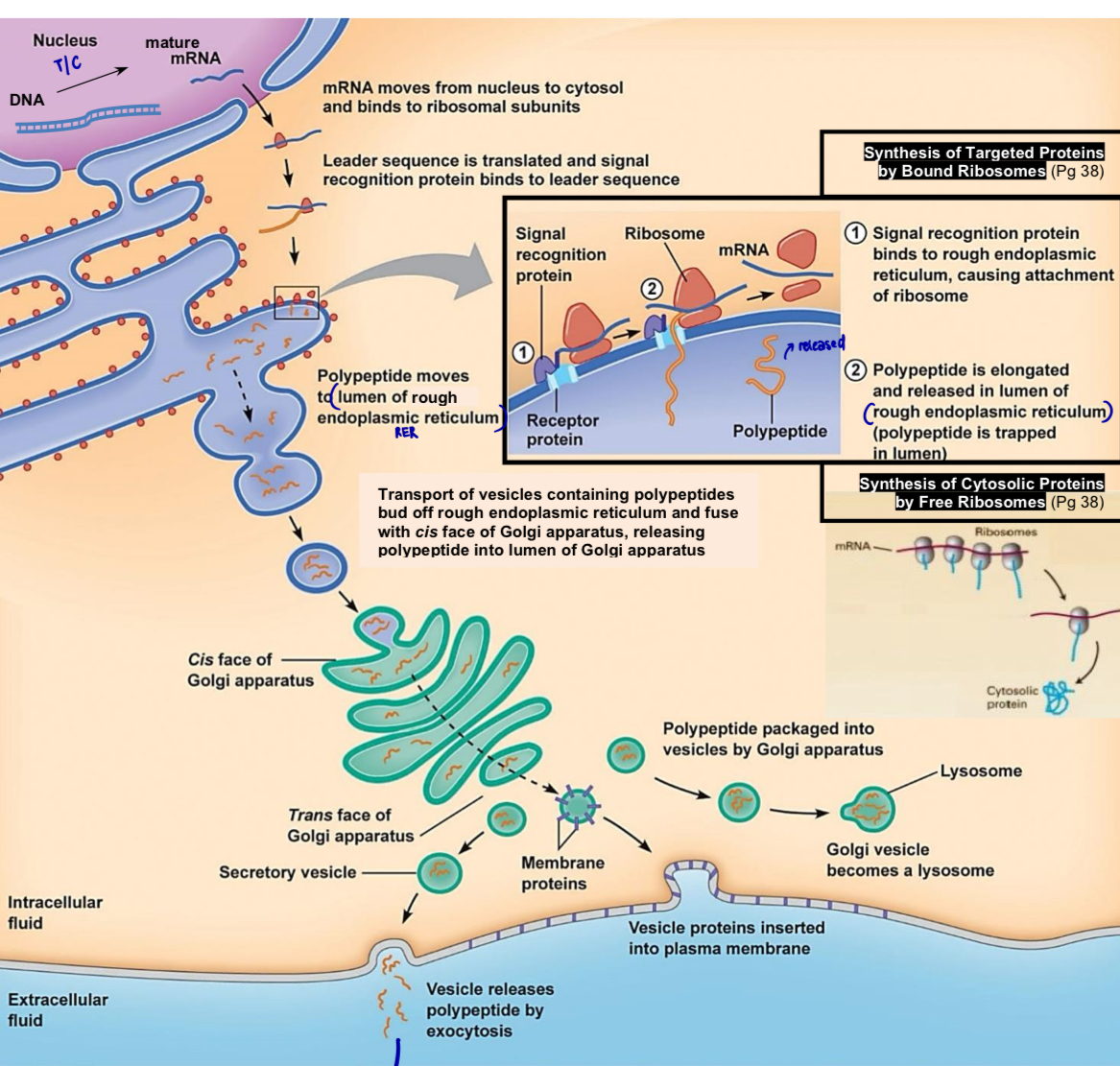 <p>Transcription </p><ul><li><p>location: <strong>nucleus</strong> </p></li><li><p>DNA is used as a template for the synthesis of mRNA in the nucleus </p></li></ul><p></p><p>Translation </p><ul><li><p>location: <u>free</u> <strong>ribosomes</strong> in cytoplasm, <u>bound</u> <strong>ribosomes</strong> on rough endoplasmic reticulum (rER) </p></li><li><p>mature mRNA is used as a template for the synthesis of polypeptides at the free ribosomes or at the bound ribosomes </p></li></ul><p></p><p>Post-translational modification of polypeptides </p><ul><li><p>location: rER, Golgi apparatus and cytoplasm </p></li><li><p>processes </p></li></ul><ol><li><p>attachment of <strong>biochemical functional groups </strong></p></li><li><p>structural <strong>changes</strong> of <strong>proteins</strong> </p></li><li><p><strong>removal</strong> of amino acid sequence </p></li><li><p><strong>attachment of ubiquitin</strong> for proteolytic degradation by proteosome </p></li></ol><p></p><p></p>