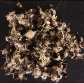 <p>Cottonseed Hulls</p>