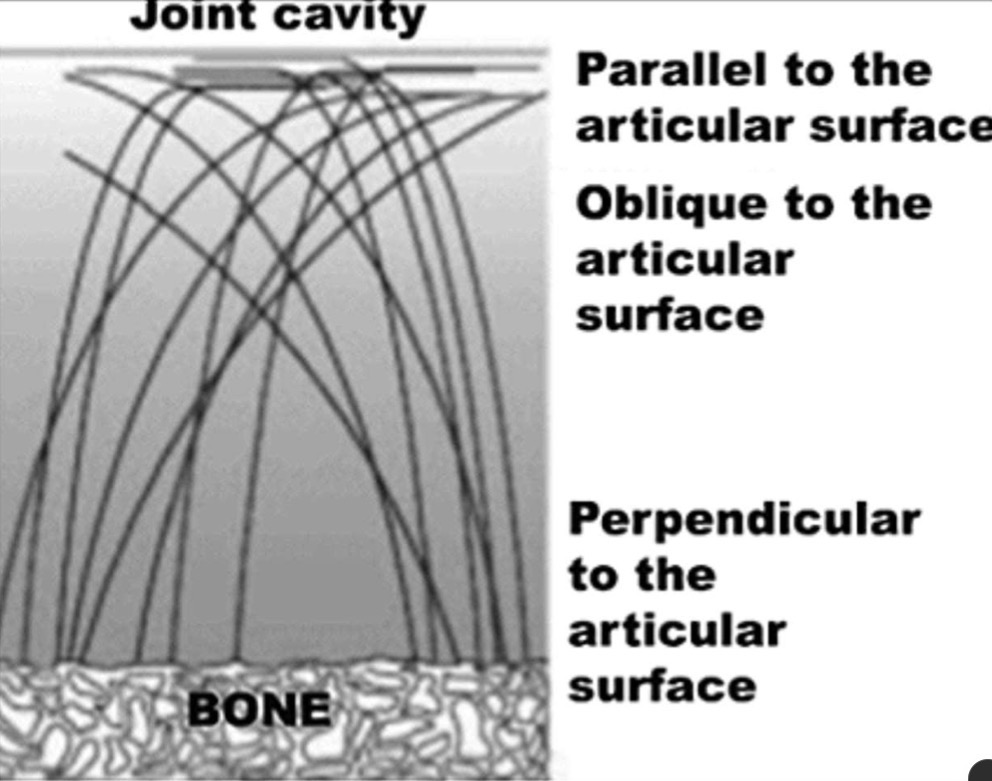 <ul><li><p>In articular cartilage, type II collagen fibers form an arch which base is anchored in the bone. Close to the synovial cavity, the collagen fibers lay parallel to the surface.</p></li><li><p>This arrangement enables articular cartilage to withstand compression forces during joint movement.</p></li></ul><p></p>