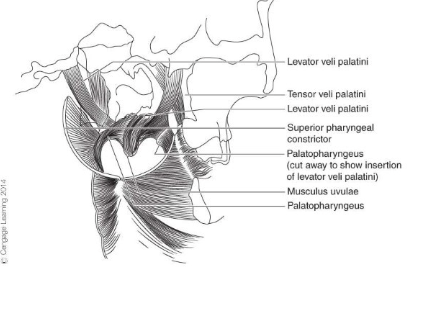 <ul><li><p>levator veli palatini (velar sling) </p></li><li><p>superior constrictor (pharyngeal ring) </p></li><li><p>palatopharyngeus (posterior faucial pillar) </p></li><li><p>palatoglossus (anterior faucial pillar) </p></li><li><p>musculus uvulae (bulge on nasal surface) </p></li><li><p>tensor veli palatini</p></li></ul><p></p>