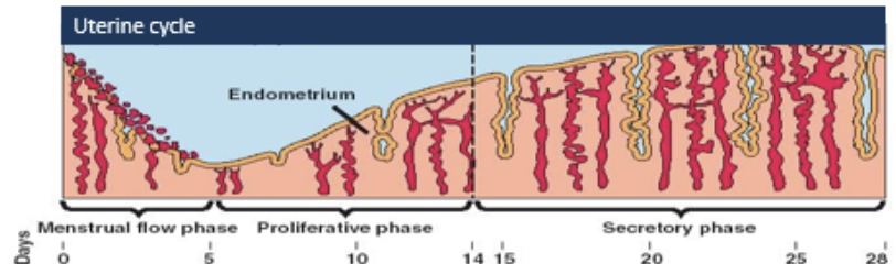 <ul><li><p>uterine membrane breaks down during menstruation</p></li><li><p>uterine membrane is rebuilt slowly with blood vessels and tissue growth</p></li><li><p>endometrium becomes thicker and more richly supplied with blood vessels in preparation for egg cell implantation</p></li></ul><p></p>