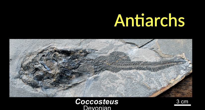 <p>Antiarch </p><p>COCCOSTEUS - Devonian </p>